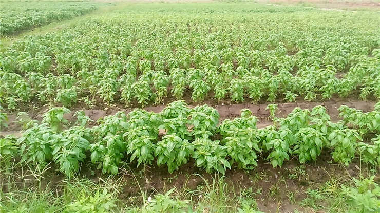 PG���ӡ�������(������Ϸ)�ٷ���վ